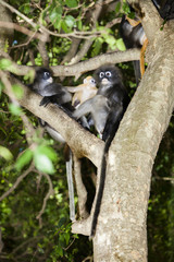 The dusky leaf monkey, spectacled langur, or spectacled leaf monkey (Trachypithecus obscurus)