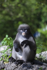 The dusky leaf monkey, spectacled langur, or spectacled leaf monkey (Trachypithecus obscurus)