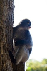 The dusky leaf monkey, spectacled langur, or spectacled leaf monkey (Trachypithecus obscurus)