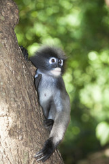 The dusky leaf monkey, spectacled langur, or spectacled leaf monkey (Trachypithecus obscurus)