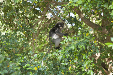 The dusky leaf monkey, spectacled langur, or spectacled leaf monkey (Trachypithecus obscurus)