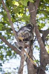 The dusky leaf monkey, spectacled langur, or spectacled leaf monkey (Trachypithecus obscurus)