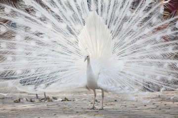 white peacock shows its tail (feather)