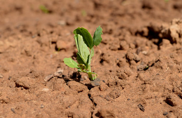 peas seed bow grass young growing organic earth farm ground crop grow vegetable gardening sprout food seedling green plant agriculture soil leaf nature growth garden spring 