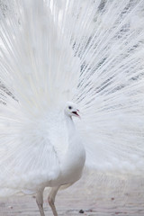 white peacock shows its tail (feather)