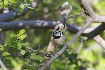 bridled titmouse on a branch 