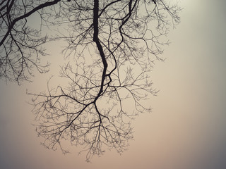 Leafless branches of sakura tree against sky, Retro filter color - 155899158