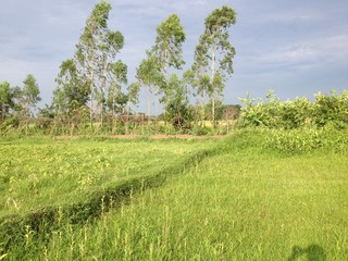 Obraz premium Nature just before rain
