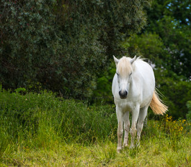 Licorne