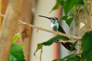 hummingbird Green sitting on the tree