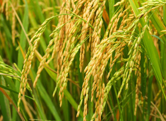 Fototapeta na wymiar Rice paddy on the field in Thailand