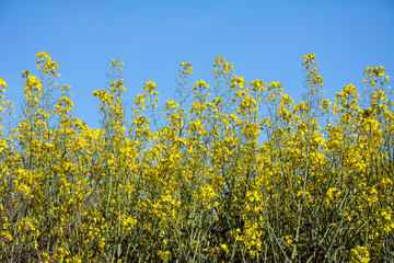 Obraz premium Rapeseed plants against the blue sky - springtime
