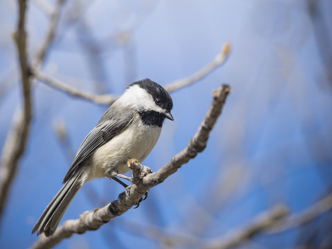 Little chikadee bird