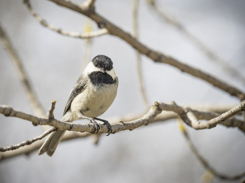 Little chikadee bird