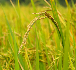 Rice paddy on the field  in Thailand