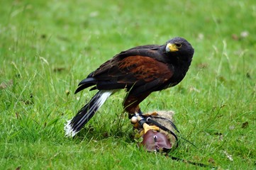 Wüstenbussard (Parabuteo unicinctus)