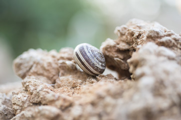 Shell of a snail on rock.