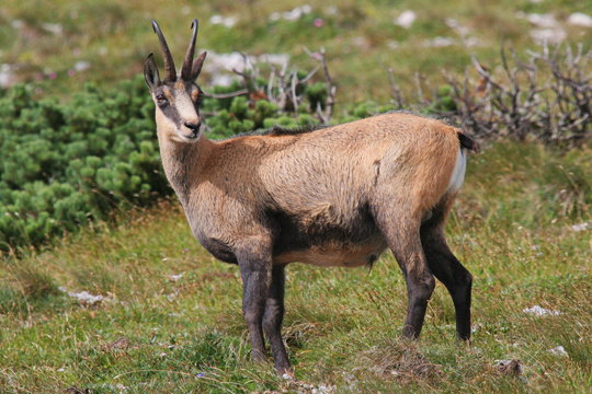 G&auml;mse