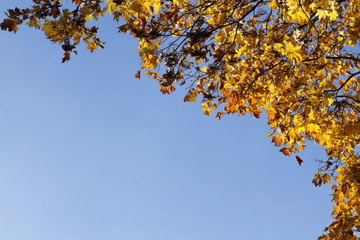autumn yellow leafs on blue sky