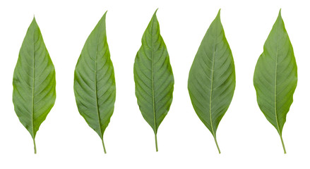 Tree Leaf green Isolated On White / clipping path