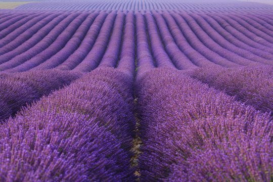 Lavender field, Valensole, Provence Alpes Cote d'Azur, France