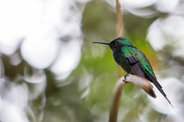 hummingbird