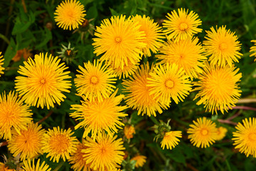 group of dandelion