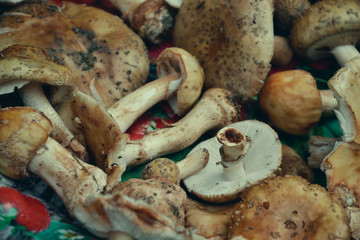 Close up of mixed mushrooms, preparation for drying. Heap of different varieties mushrooms for soup. Fresh harvested in woods on summer time. Mushroom hunting background. Hand-picked in Slovak forest