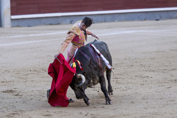 Bullfighter in a bullring