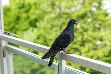 Close up of a free pigeon, perched on the railing on the terrace. Birds in the urban environment.