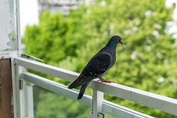 Close up of a free pigeon, perched on the railing on the terrace. Birds in the urban environment.