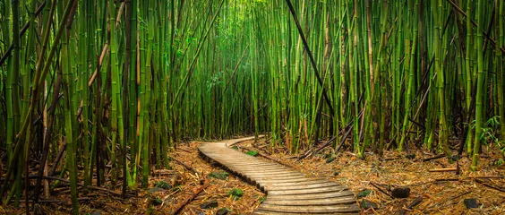 Peel and stick wall murals Bathroom Bamboo Forest