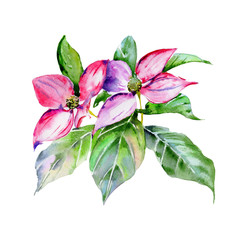 Obraz premium Wildflower dogwood flower in a watercolor style isolated.