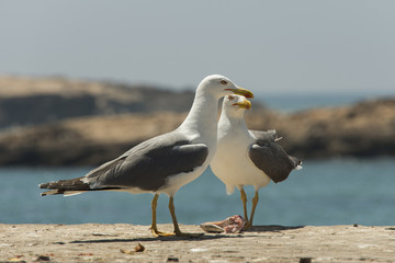 Möwen
