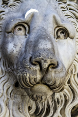 Fototapeta na wymiar Lion head