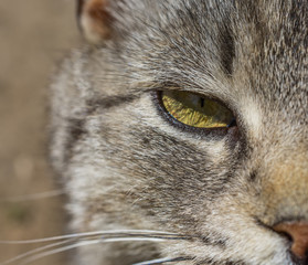 Portrait of a beautiful gray cat outdoors 