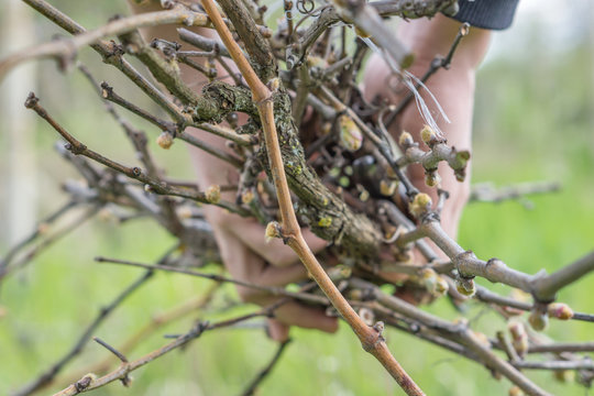 Close-up of mineral, powder, foundation makeup and brush to apply the product. 