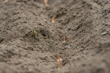 Close up of beds prepared for planting onions. Concept agro culture.Planting of onions
