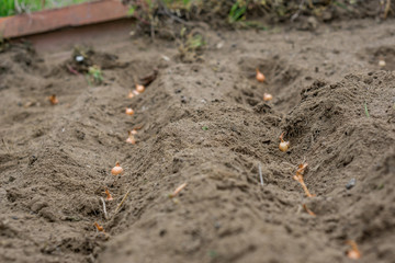 Close up of beds prepared for planting onions. Concept agro culture.Planting of onions.