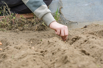 Close up of hand and beds prepared for planting onions. Concept agro culture.Planting of onions.
