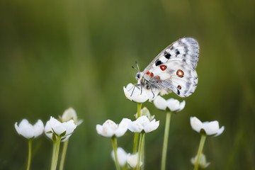 Butterfly Mountain apollo or Parnassius apollo