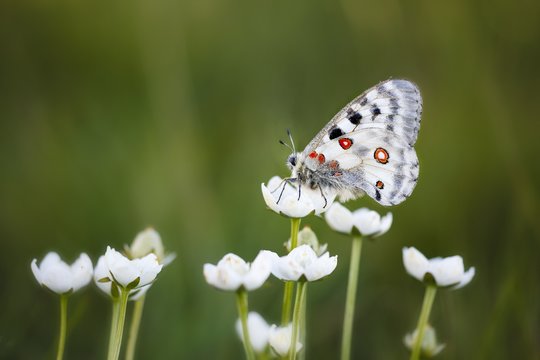Butterfly Mountain apollo or Parnassius apollo