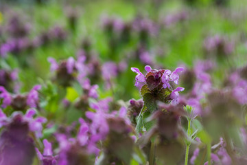 A meadow with blooming flowers, beautiful and gentle violet blossom of green plant, shallow depth of focus and bokeh background. Spring concept.