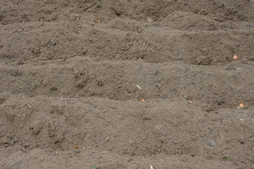 Close up of beds prepared for planting onions. Concept agro culture.Planting of onions.