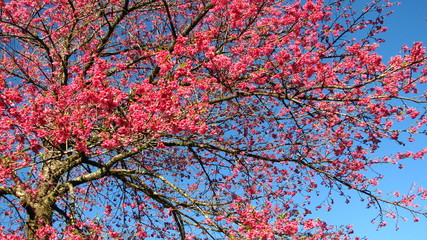 Fototapeta premium Cherry Tree