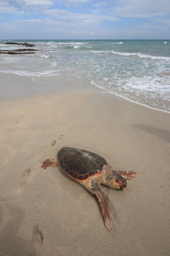 tartaruga marina (Caretta Caretta), ferita, sulla spiaggia di San Foca - Salento