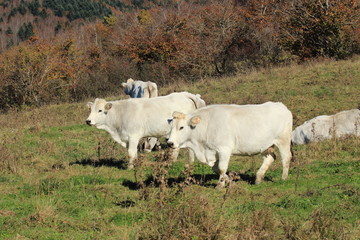 mucca razza romagnola © francescodemarco