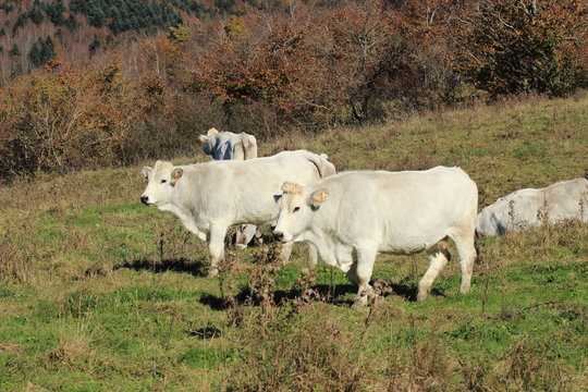 mucca razza romagnola