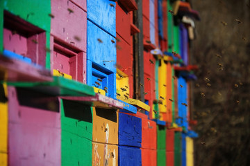 Slovenian Colored Beehives