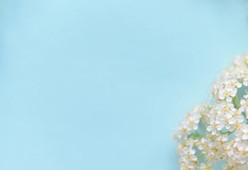 Spring flowers on a blue background